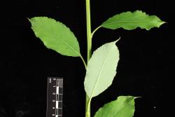 Salix reinii. Leaves.
 Image: D. Glenny © Landcare Research 2020 CC BY 4.0